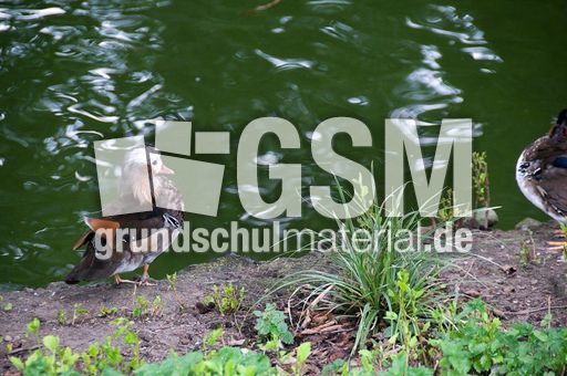 Mandarinente (2 von 3).jpg